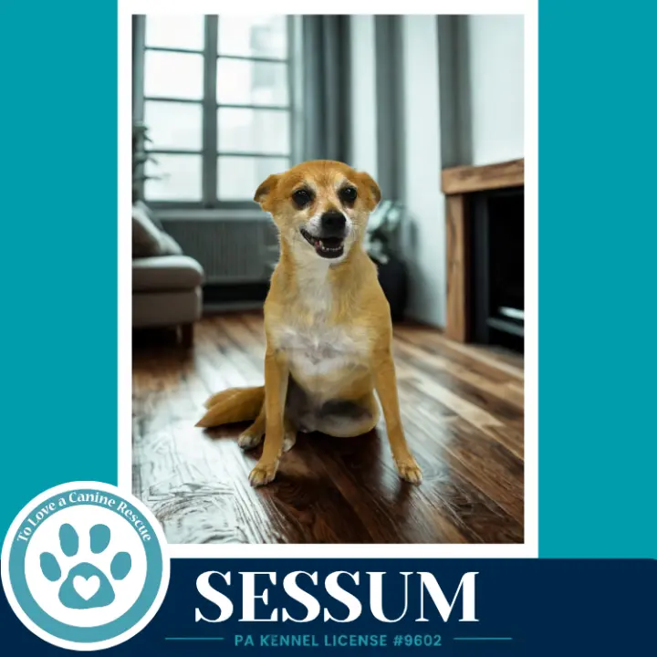 Sessum 082926