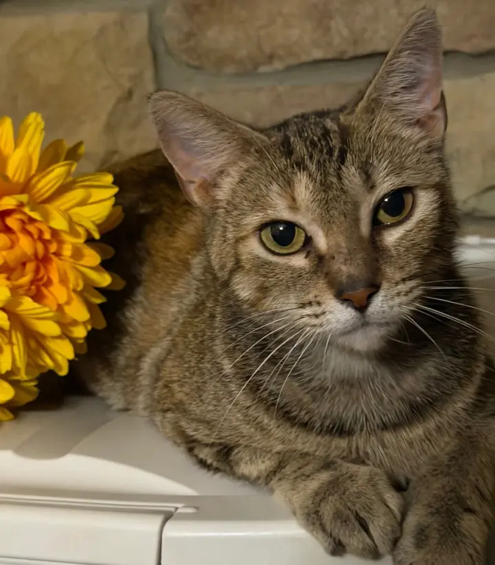 Cammy *IN FOSTER*