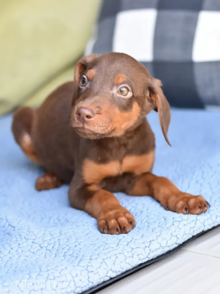 Sprout (Briar's Litter)