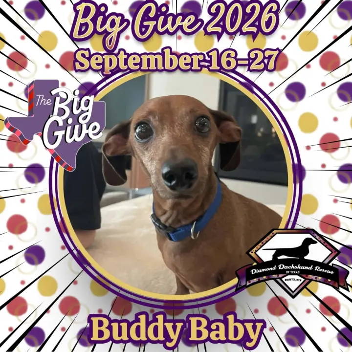 Buddy Baby