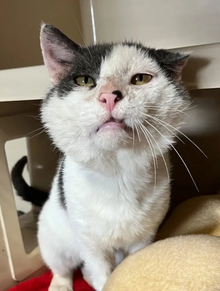 Freginald- FIV+- indoor/outdoor