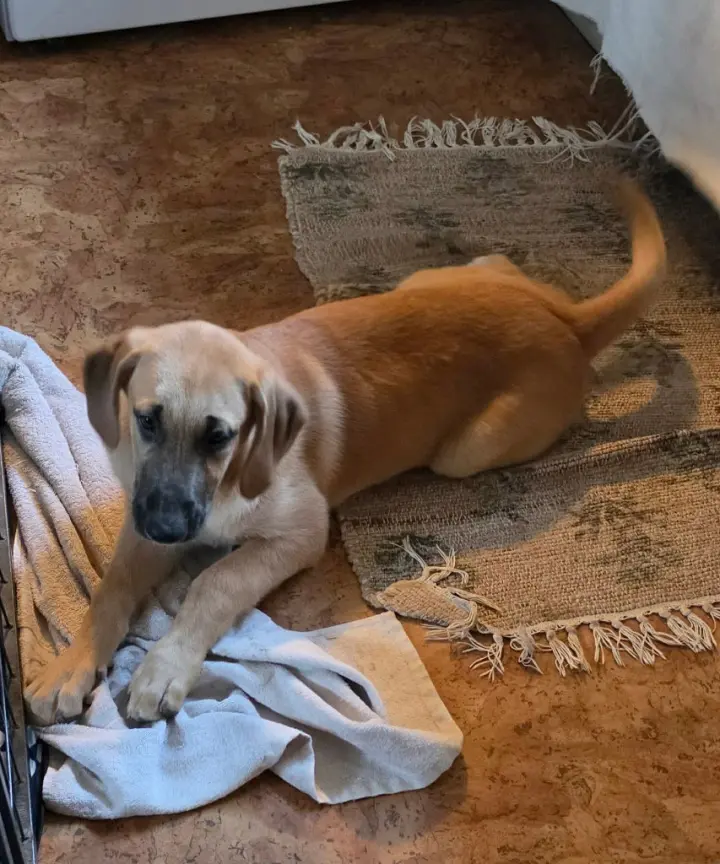 Sierra's pup Nevada (red)