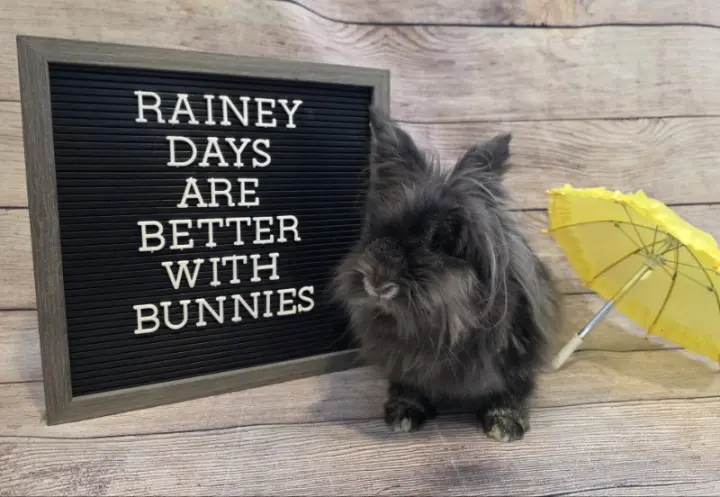 Rainey