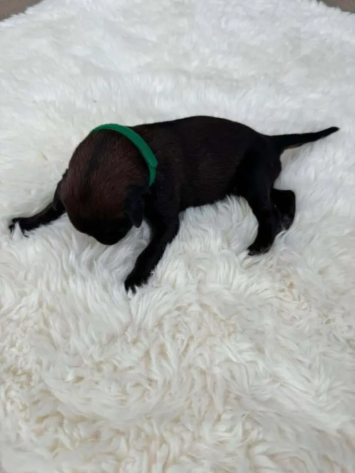 New Light Litter Halo Green Collar - Located in CA
