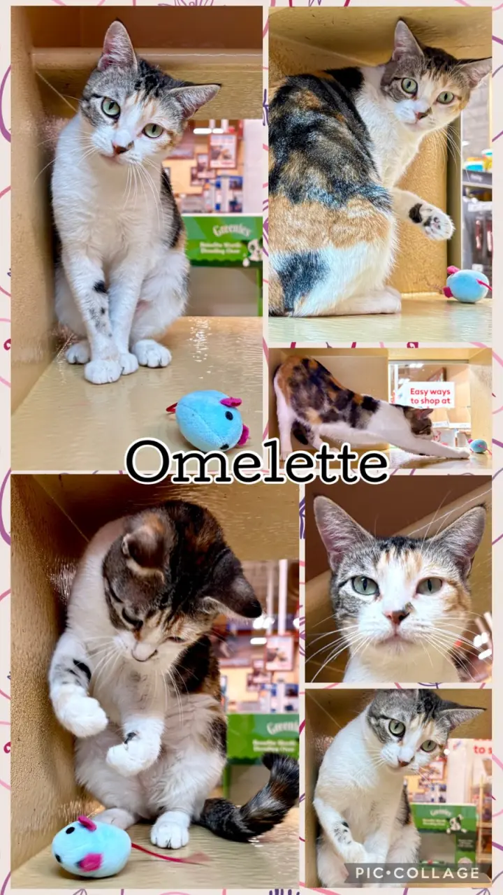 OMELETTE