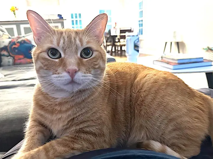 Louie