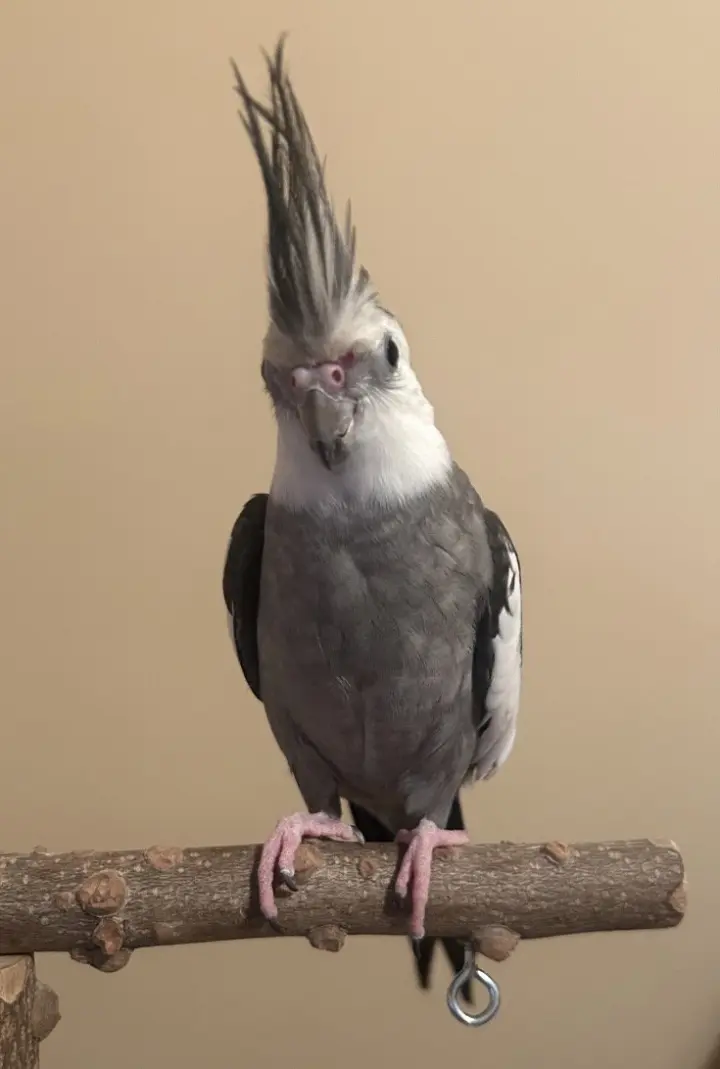 Luno