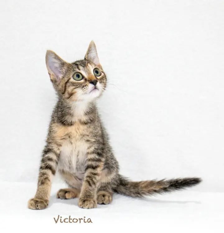 Victoria