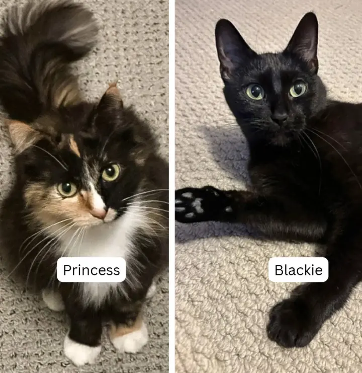 Blackie / Princess