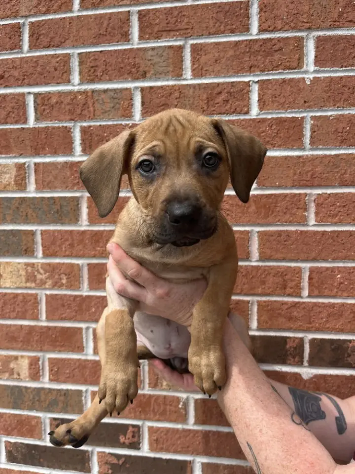 Penelope