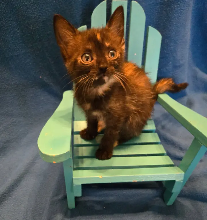 Mini *IN FOSTER*
