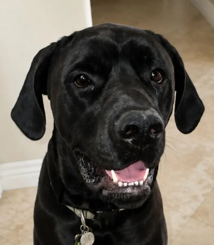 George (Courtesy Post) Foster or Adopt Me!