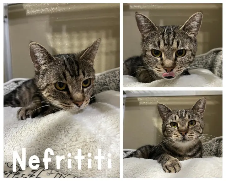 Nefertiti (Neffy)