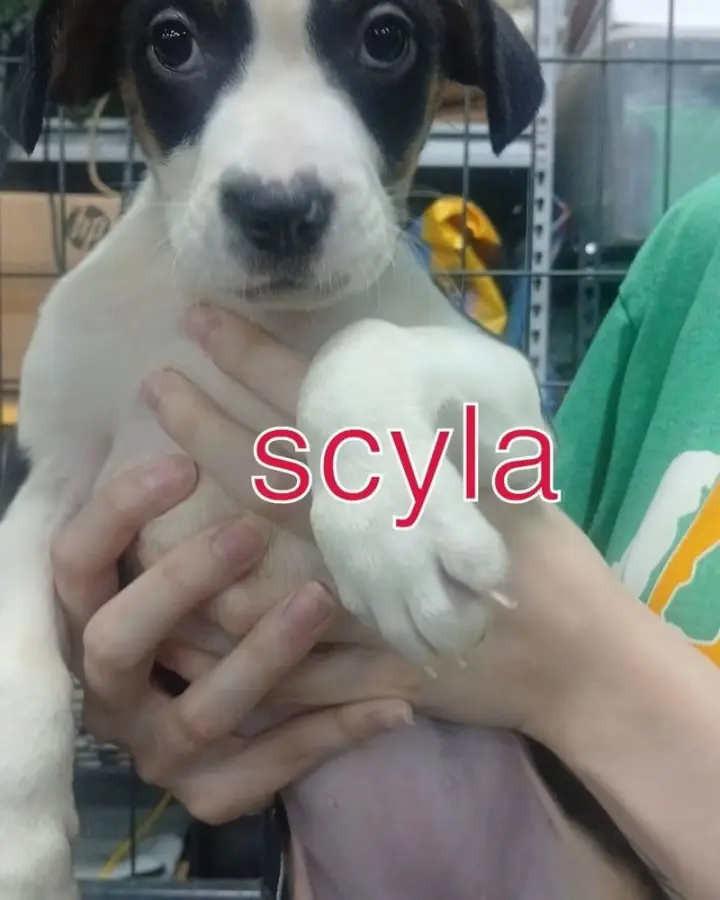 Scylla