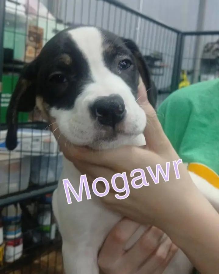 Morgawr