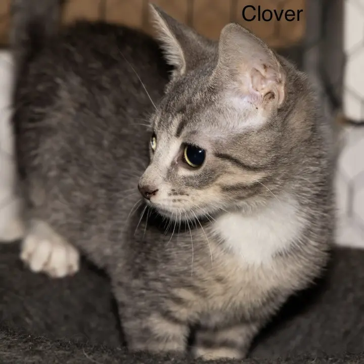Kitten: Clover