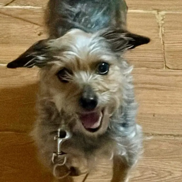 Hazel
