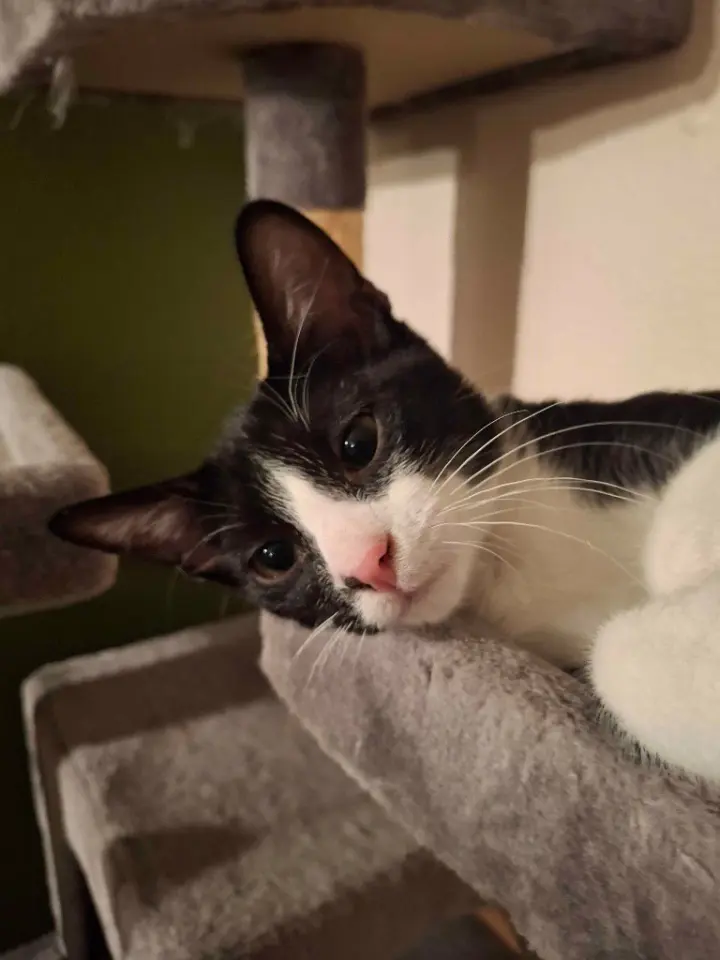 Oreo