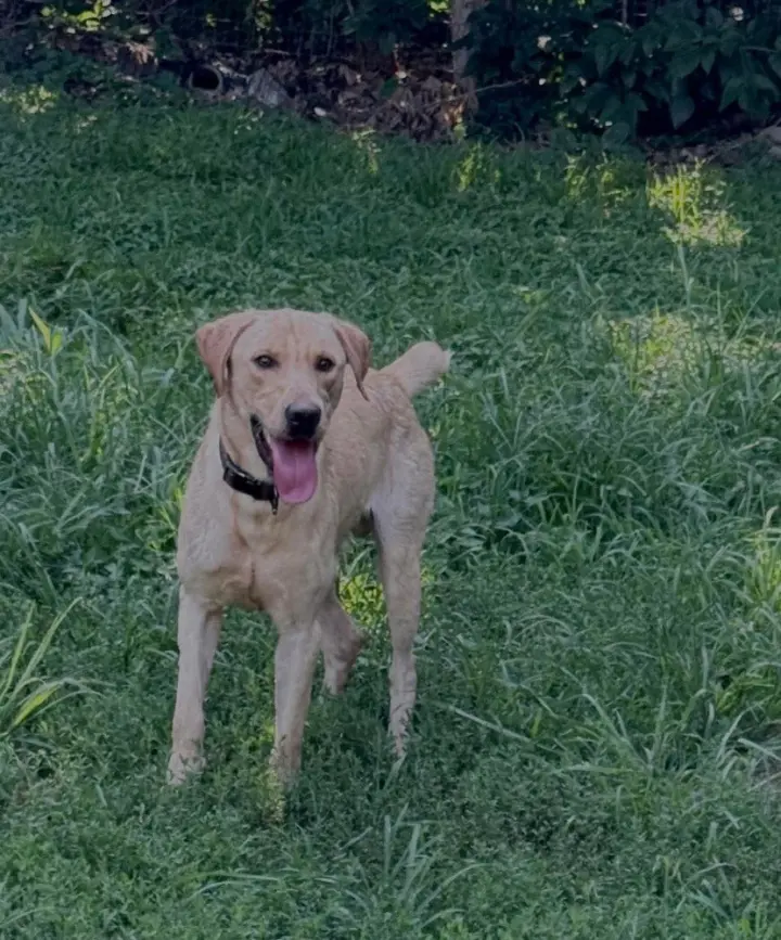 Marley