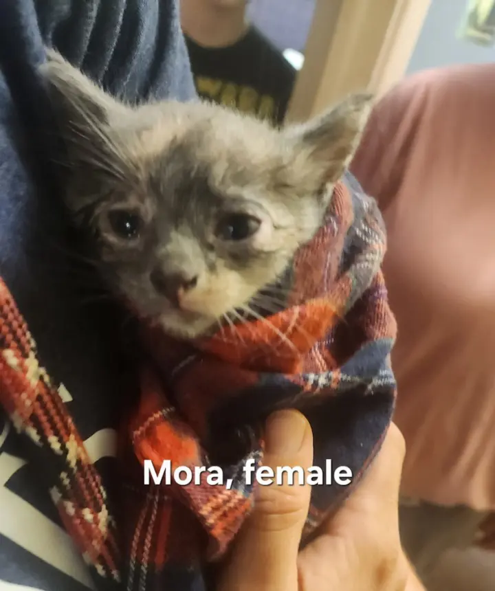 Mora