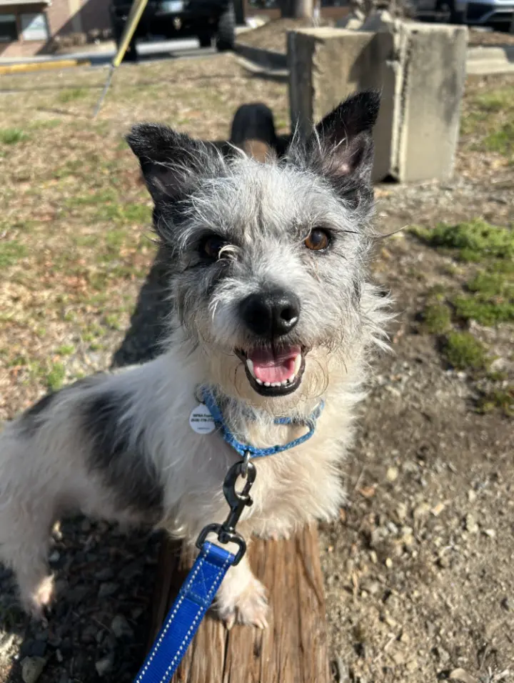 Biscuit