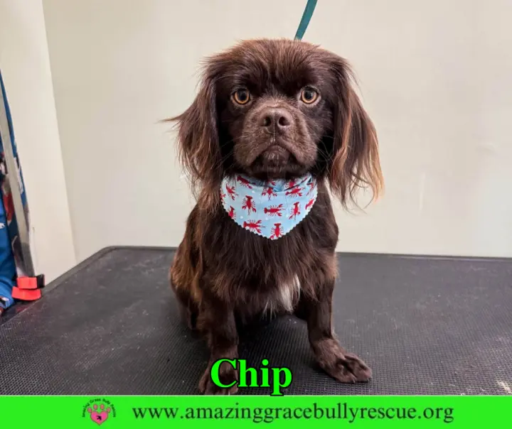 Chip