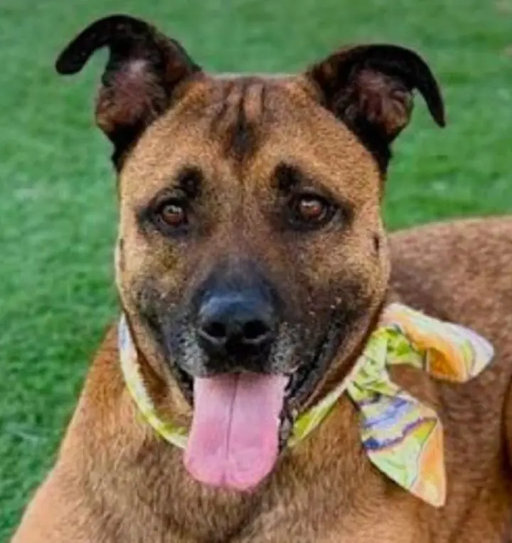 Smokey - Foster or Adopt Me!