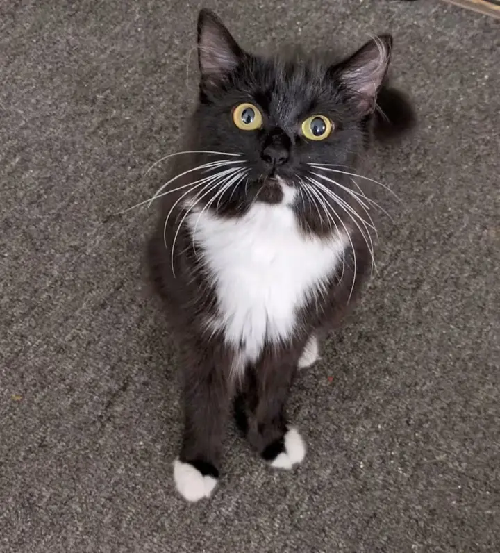 Pennylope Pussycat - Sponsored