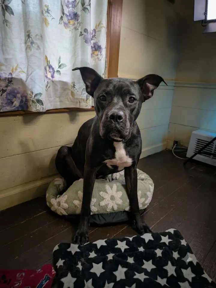 Duggie