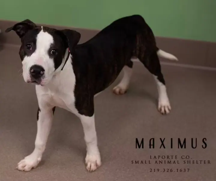 Maximus