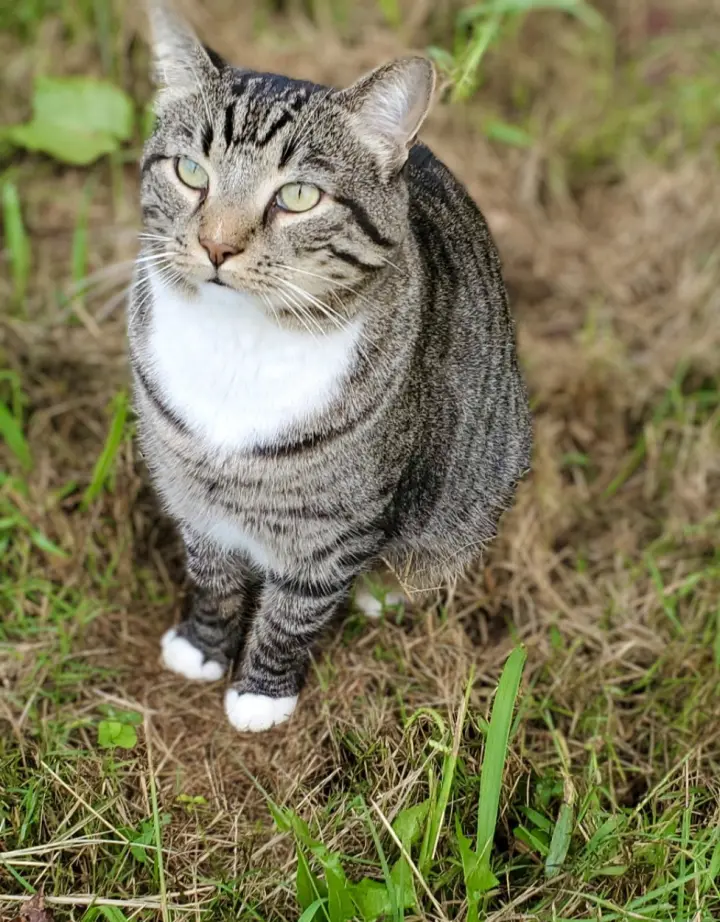 Mikey Boots - URGENT!!!