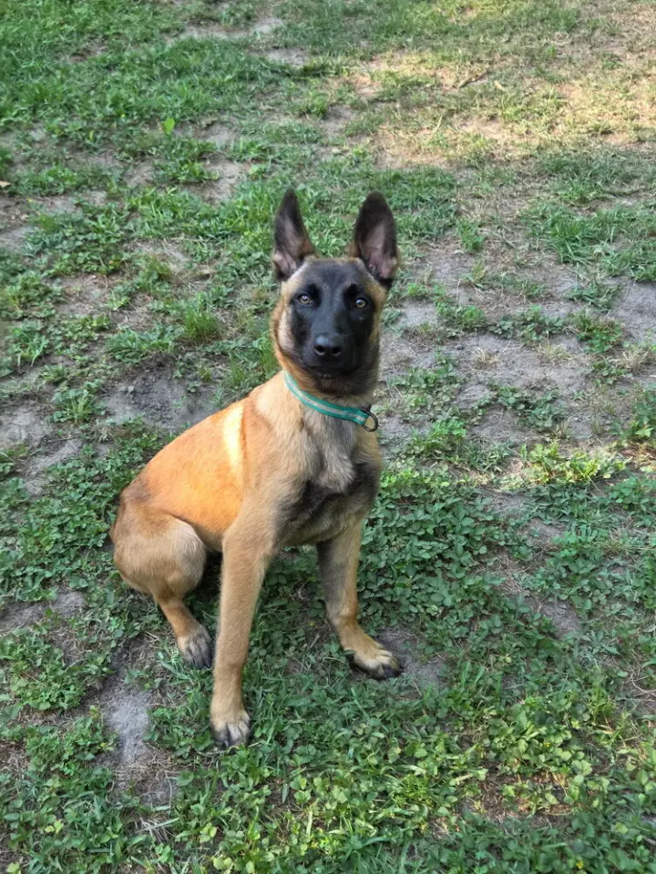 Nacho - Located in Georgia