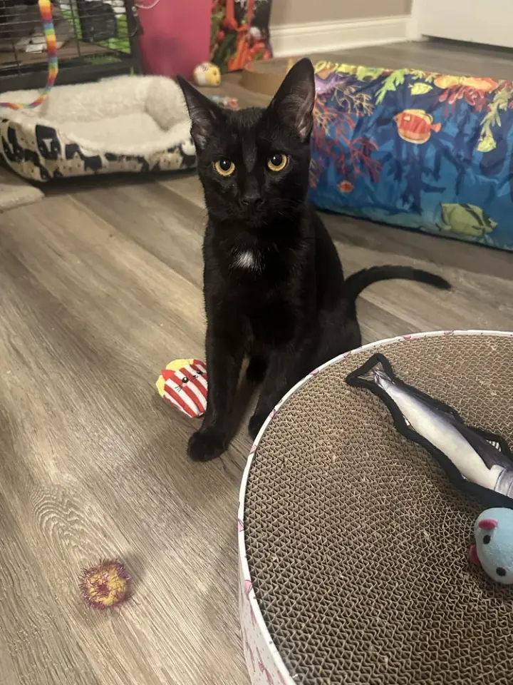 Melody cats : Blues