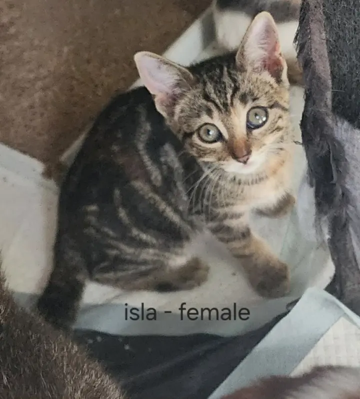 Isla