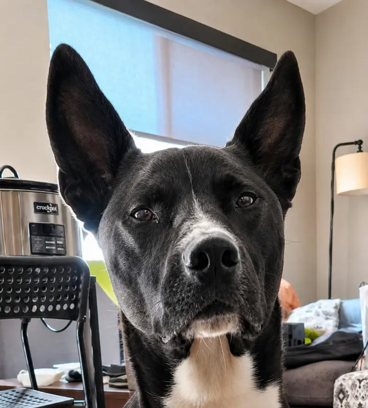 Hari - Courtesy Post Adopt Me!