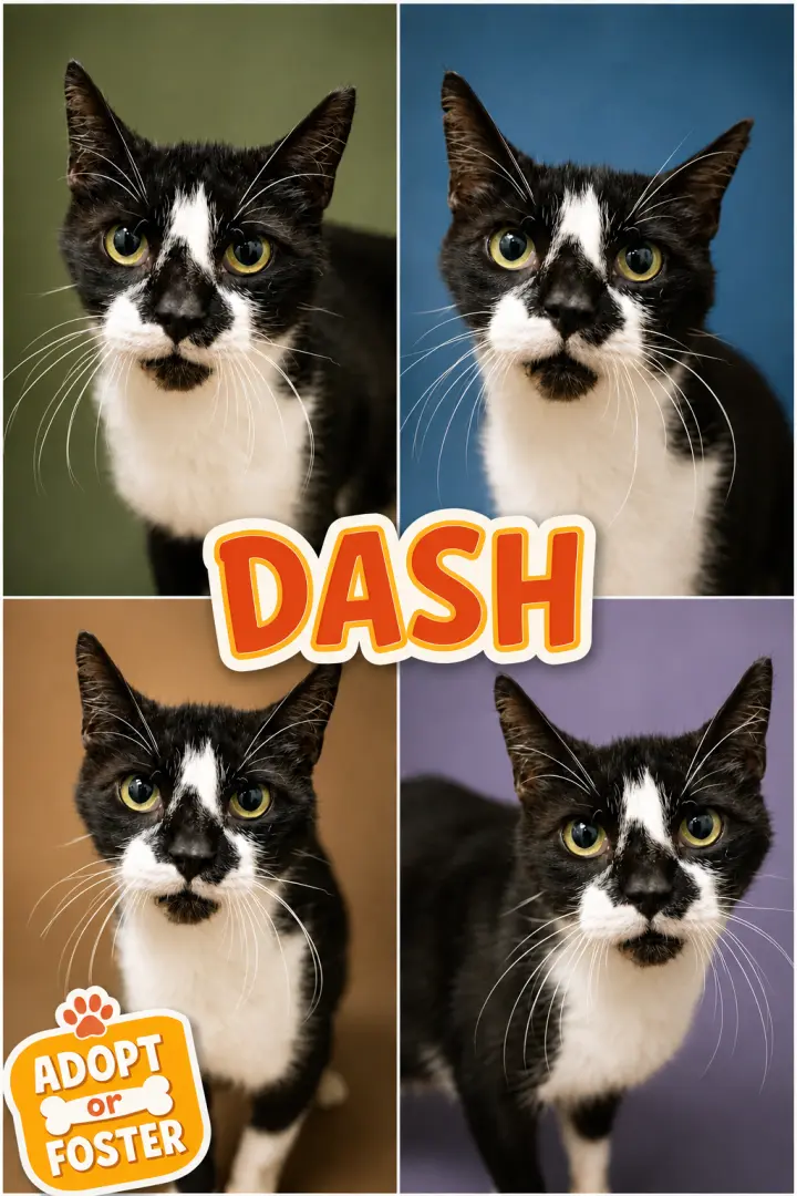 Dash (FCID# 08/04/2026 - 40 Trainer)