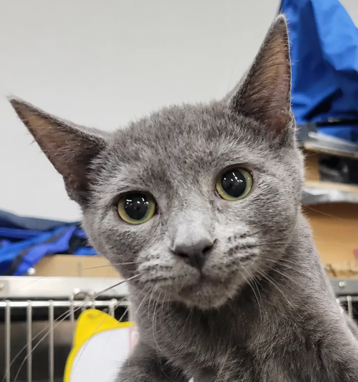 Kitten Quay