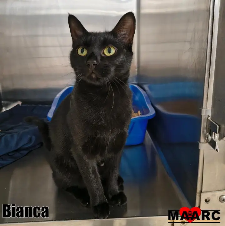 Bianca