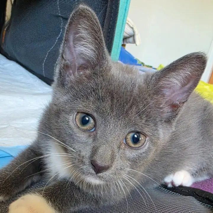 Cece