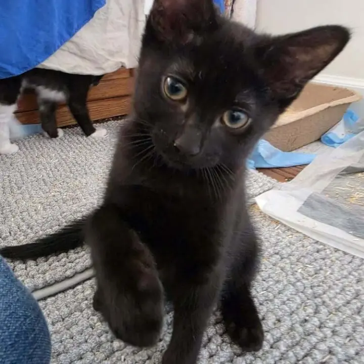 Gigi