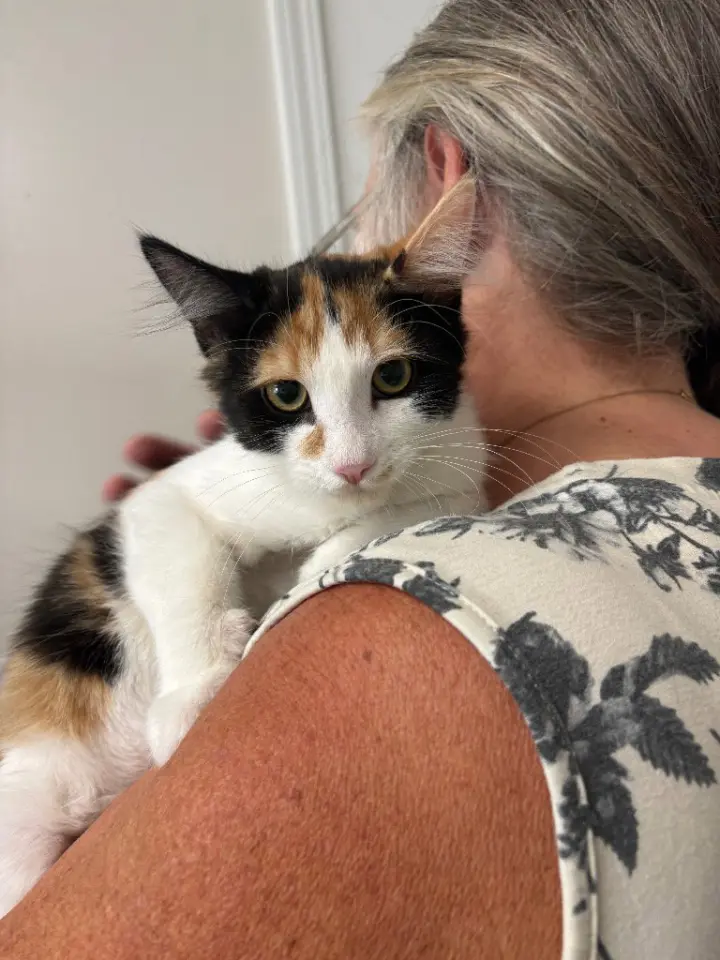 Kitten - Lillian
