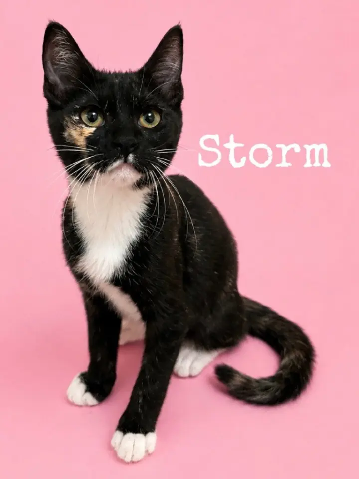 Storm