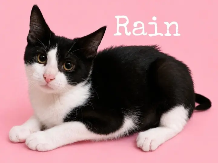 Rain