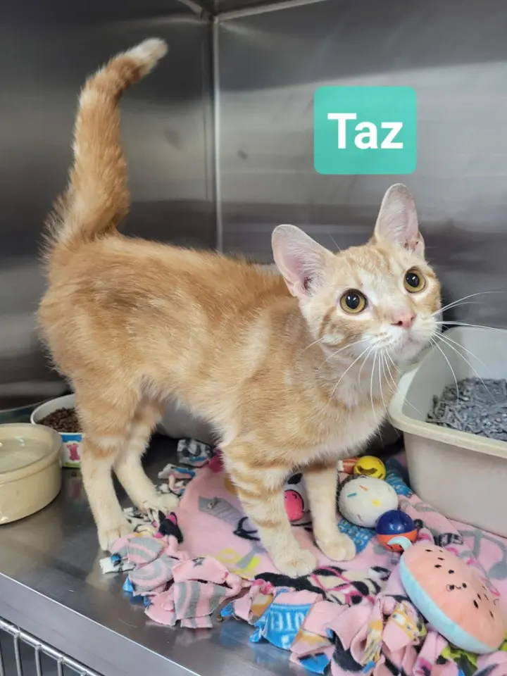 Taz
