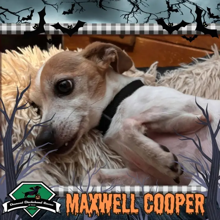 Maxwell Cooper