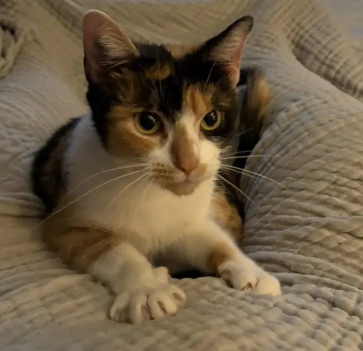 Cora