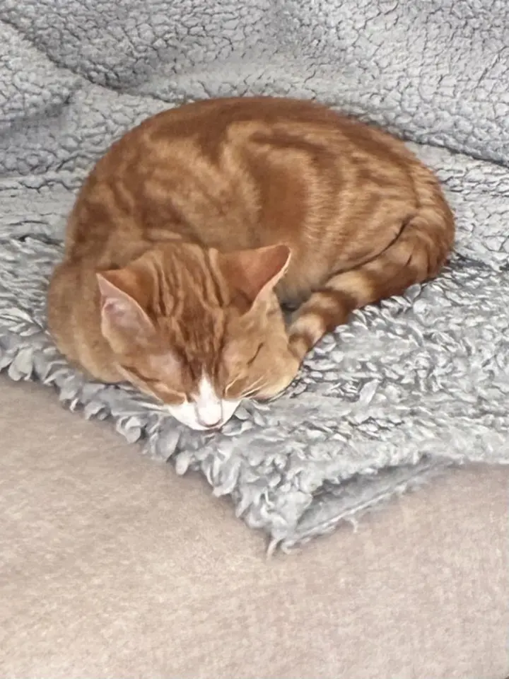 Ozzy =^.^=