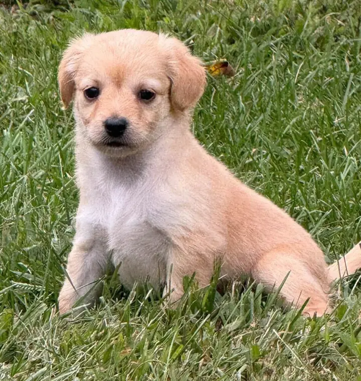 Carlie (AL)