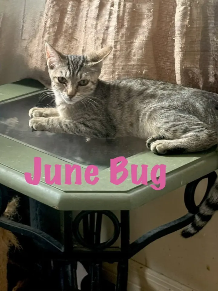 June Bug