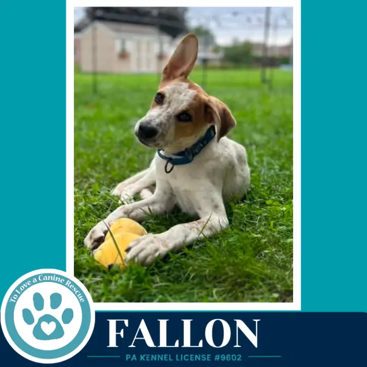 Fallon (Speckled Six) 082226